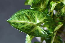 Close Up Of Leaf Of Exotic Syngonium Podophyllum 'Pixi' Or 'Arrow' Arrowhead Vine House Plant On Dark Blue  Background
