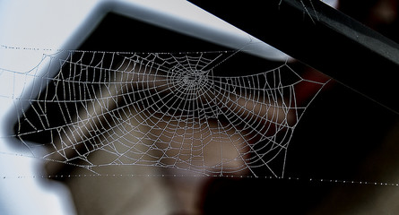 spider on web