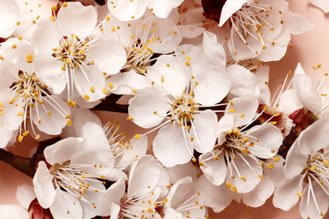 beautiful pink peach blossom. flowering peach tree on a pink background. Blooming peach