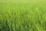 Fototapeta  - Green wheat field during summer vacation at the farm