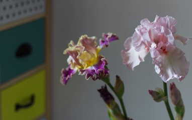 apartment interior two flowers of iris