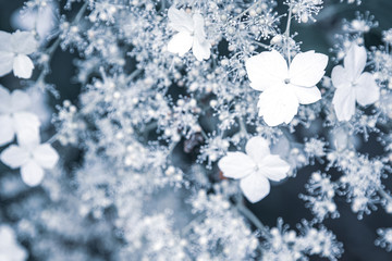 Poster - Climbing hydrangea flower 