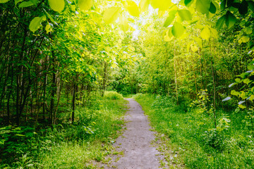 Path in the summer forest with green grass and trees