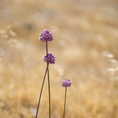 Wall Mural - Flora of Gran Canaria - Allium ampeloprasum