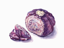 The Red Cabbage. Hand Drawn. Watercolor Sketch 