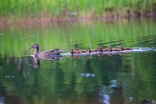 Duck Mama With Ducklings Swimming In Lake In Formation