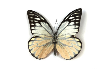 Herbarium Danainae butterflie on a white background.