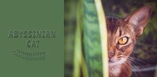  Abyssinian Cat Close Up, In Natural Conditions In The Greenery, Like A Predator, Looking At Camera,  With An Inscription