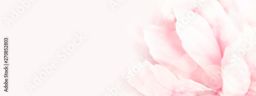 Dekoracja na wymiar  zblizenie-widok-rozowa-piwonia-kwiat-miekkie-pastelowe-tlo-weselne-baner-na-strone-internetowa