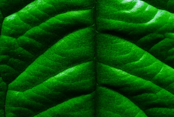 Sticker - tropical leaf texture