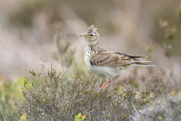 Wall Mural - Skylark sat on heather