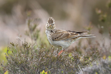 Wall Mural - Skylark sat on heather