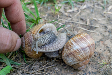 Two snails on the ground among the grass interact with each other. Animal world of nature. Man's hand touches the snail