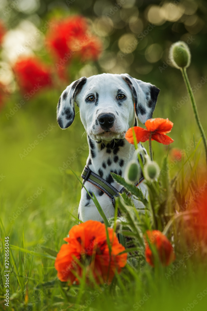 Dalmatian puppy in a poppy flower meadow - obrazy, fototapety, plakaty 