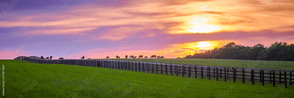 Thoroughbred Horses Grazing at Sunset - obrazy, fototapety, plakaty 