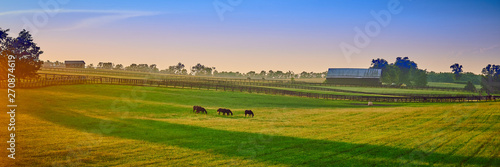 Fotomural Thoroughbred Horses Grazing at Sunset