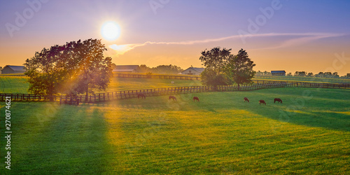 Fotografía  Thoroughbred Horses Grazing at Sunset