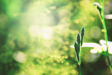 Wall Mural - Beautiful Leaves and bokeh in nature at the morning.