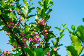 Wall Mural - Malpighia glabra Linn flowers