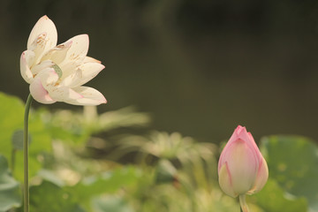 Wall Mural - blooming lotus flower and Lotus flower plants