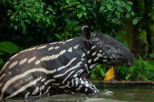 Small Stripped Baby Of The Endangered Tapir (Tapirus Indicus)