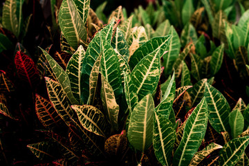 Wall Mural - Green leaves pattern