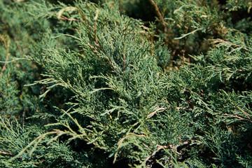 green juniper at sunlight