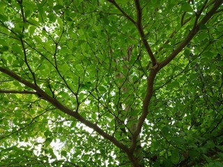 Wall Mural - branch in the tree from bottom view beautfiul green leaf