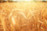 Fototapeta Tulipany - Sunny golden wheat field, ears of wheat close up background