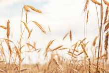 Sunny Golden Wheat Field, Ears Of Wheat Close Up Background