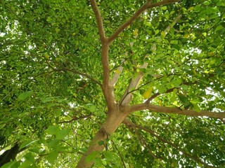 Wall Mural - branch in the tree from bottom view beautfiul green leaf