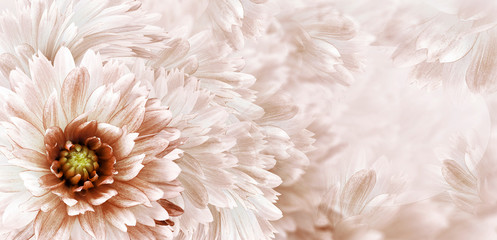 floral white-brown beautiful background. flowers and petals of a white-red dahlia. close-up. flower 