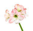 Hippeastrum or Amaryllis flowers ,Pink amaryllis flowers isolated on white background, with clipping path                             