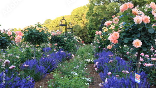 色とりどりのバラとラベンダー 庄内緑地公園 夕方のバラ園 Buy This Stock Photo And Explore Similar Images At Adobe Stock Adobe Stock