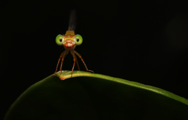 Wall Mural - Small red dragonfly	