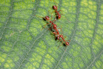 Two red ant attack red ant for food