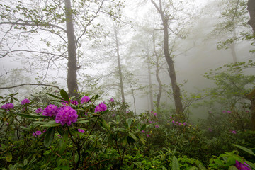 Wall Mural -  Spring ornament of the Black Sea Plateau, Rhododendrons