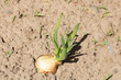 The onion in the soil.