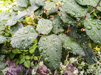 Morning after the rain. Beautiful drops of transparent rain water on a green leaf macro. Raindrops on foliage close up.  Beautiful leaf texture in nature. Natural background