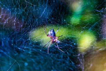 spider