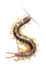 Wall Mural - Image of centipedes or chilopoda isolated on white background. Animal. Poisonous animals.