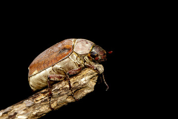 Image of cockchafer (Melolontha melolontha) on a branch on black background. Insect. Animals.