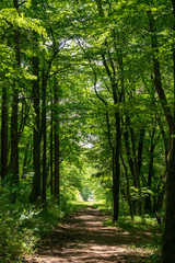 forest in spring