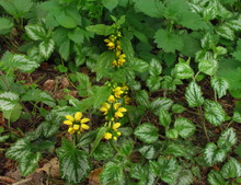 Lamiastrum Galeobdolon Other Name Galeobdolon Luteum, Perennial Yellow Flowering Herb With Green White Textured Leaves