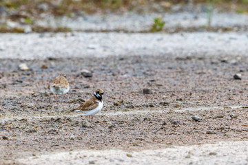 Poster - Two Little ringed plover in summer