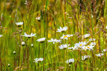 Wall Mural - Flowering meadow with daisy flowers