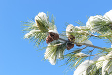 Fir Branch With Fir Needles And Pines Covered In Snow, Blue Sky Background