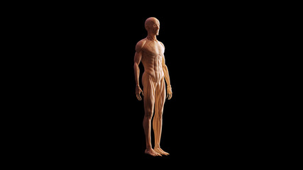 Bone Muscle Ecorche and Skeletal System Anatomical Model 3 Quarter Front Right View