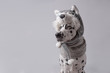 Funny dalmatian dog is in warm cap with animal ear flaps. Portrait of cute and beautiful dog in costume of siberian husky sitting among white background. Costume, party concept