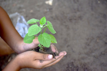 Trees in the hands of boys